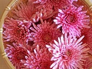 星野リゾートのプレスリリース画像1