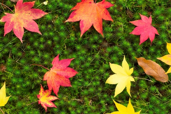 星野リゾートのプレスリリース画像1