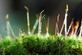 星野リゾートのプレスリリース画像2