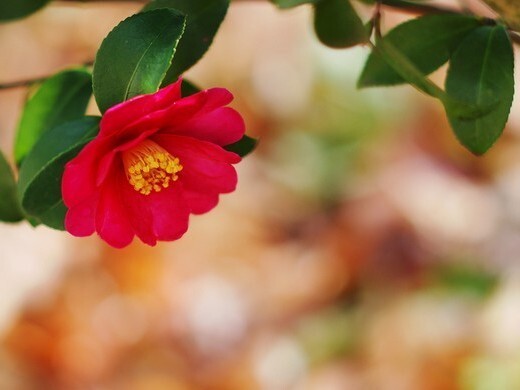 星野リゾートのプレスリリース画像1