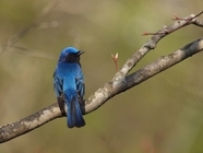 星野リゾートのプレスリリース画像1