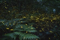 星野リゾートのプレスリリース画像1