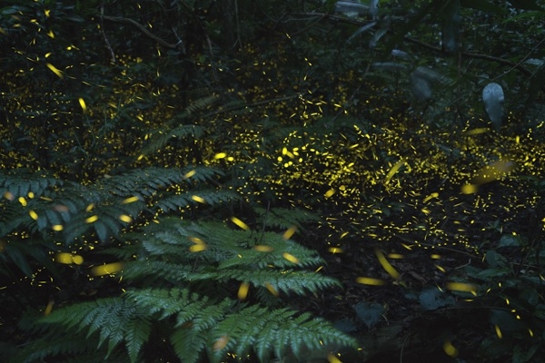 2月日 3月31日 リゾナーレ西表島 森のイルミネーション ヤエヤマボタル鑑賞ツアー 開催 星野リゾートのプレスリリース
