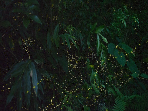 星野リゾートのプレスリリース画像2