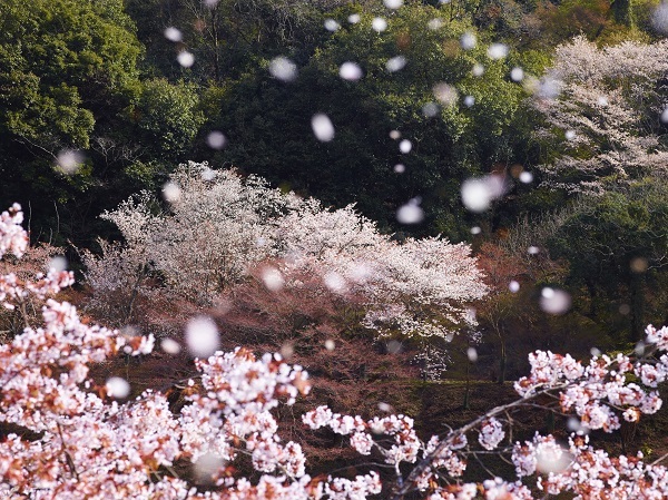 星野リゾートのプレスリリース画像2