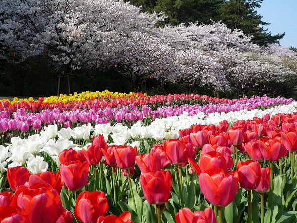 3月18日 6月11日 界 遠州 花のリレーを楽しむ 浜名湖花フェスタ16 特別プラン販売開始 星野リゾートのプレスリリース 3月18日 6月11日 界 遠州 花のリレーを楽しむ 浜名湖花フェスタ16 特別プラン販売開始 星野リゾートのプレスリリース