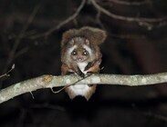 星野リゾートのプレスリリース画像2