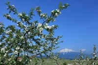 星野リゾートのプレスリリース画像4