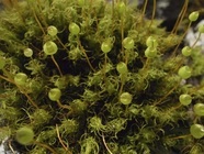 星野リゾートのプレスリリース画像2