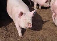 星野リゾートのプレスリリース画像4