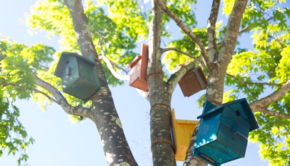 星野リゾートのプレスリリース画像1