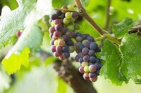 星野リゾートのプレスリリース画像3