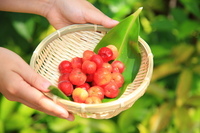 星野リゾートのプレスリリース画像3