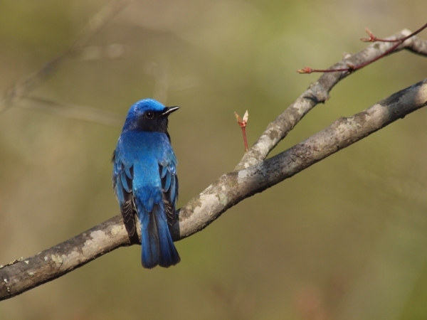 星野リゾートのプレスリリース画像3