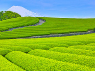 星野リゾートのプレスリリース画像2