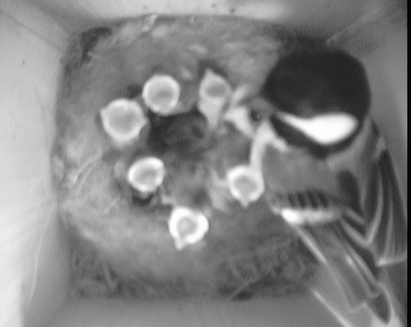 星野リゾートのプレスリリース画像4