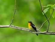 星野リゾートのプレスリリース画像2