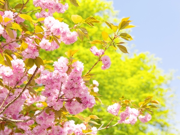 星野リゾートのプレスリリース画像2