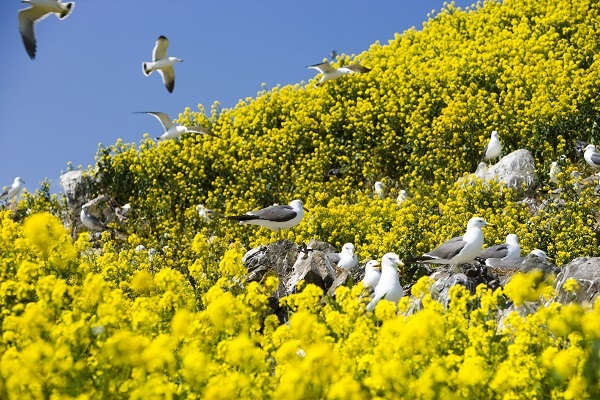 星野リゾートのプレスリリース画像4