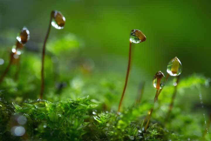 星野リゾートのプレスリリース画像2