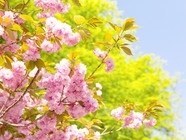 星野リゾートのプレスリリース画像1