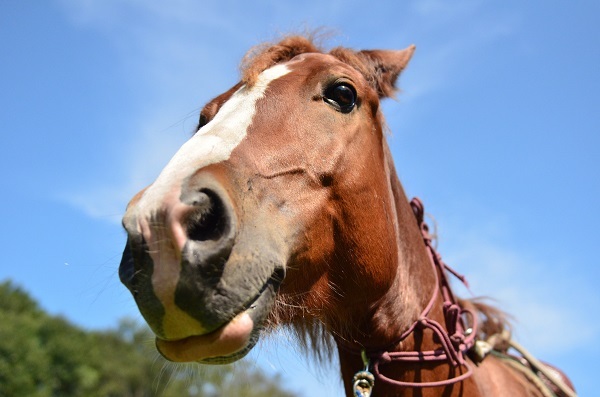 星野リゾートのプレスリリース画像2