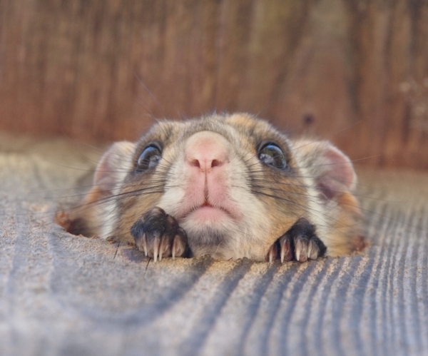 星野リゾートのプレスリリース画像3