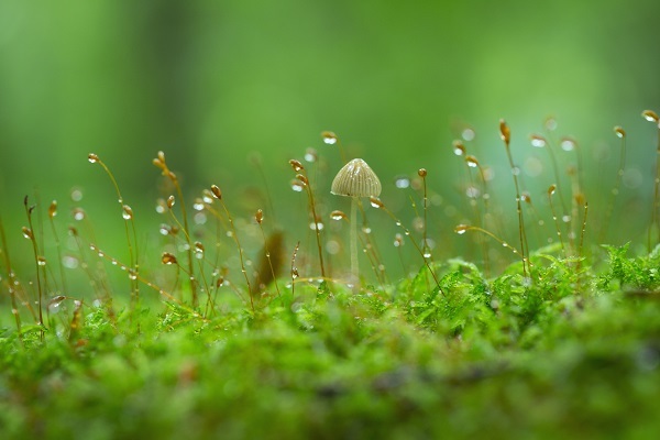 星野リゾートのプレスリリース画像2