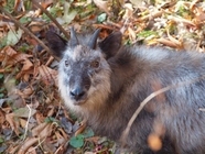 星野リゾートのプレスリリース画像3