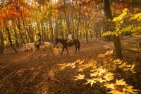 星野リゾートのプレスリリース画像8