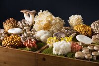 星野リゾートのプレスリリース画像2