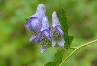 星野リゾートのプレスリリース画像4