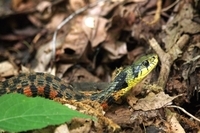 星野リゾートのプレスリリース画像3