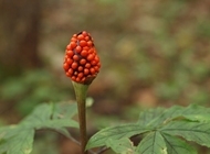 星野リゾートのプレスリリース画像5