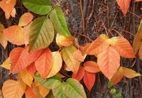 星野リゾートのプレスリリース画像2