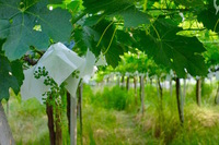 星野リゾートのプレスリリース画像6