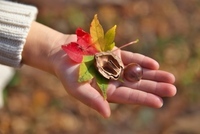 星野リゾートのプレスリリース画像3