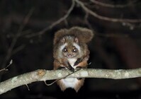 星野リゾートのプレスリリース画像4