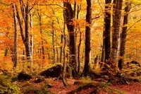 星野リゾートのプレスリリース画像1