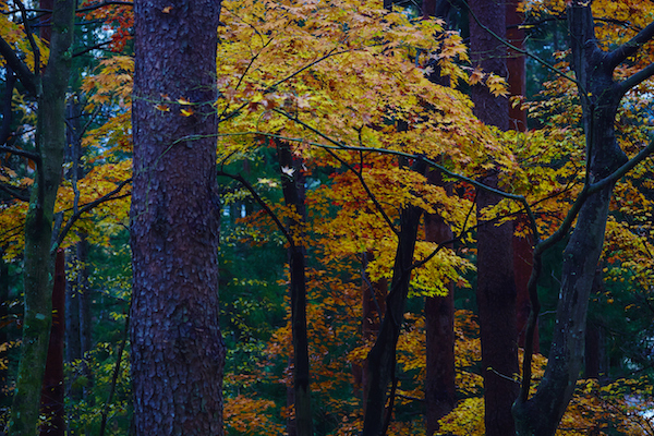 星野リゾートのプレスリリース画像4
