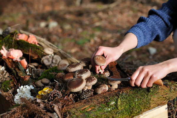星野リゾートのプレスリリース画像1