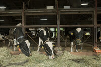 星野リゾートのプレスリリース画像3