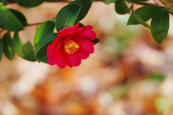 星野リゾートのプレスリリース画像3