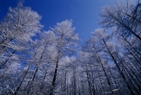 星野リゾートのプレスリリース画像3