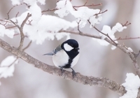 星野リゾートのプレスリリース画像4