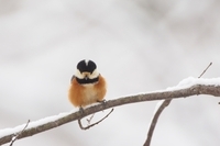 星野リゾートのプレスリリース画像2