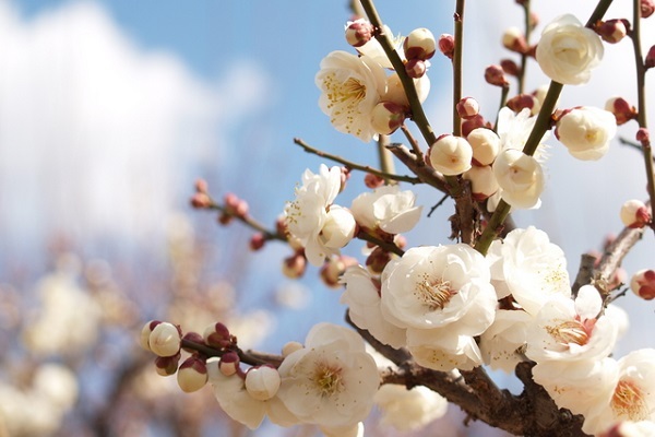 星野リゾートのプレスリリース画像2