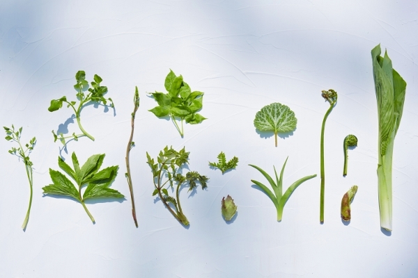 星野リゾートのプレスリリース画像1