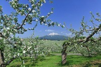 星野リゾートのプレスリリース画像2