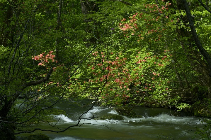 星野リゾートのプレスリリース画像2